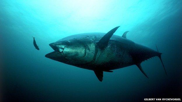 An Atlantic bluefin tuna strikes