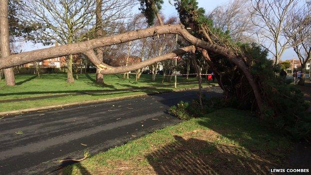 Tree down in Lee on the Solent