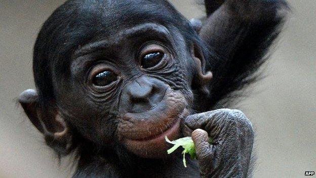 Bonobo monkey