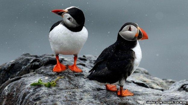 Puffins