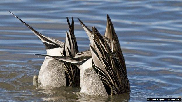 Ducks feeding