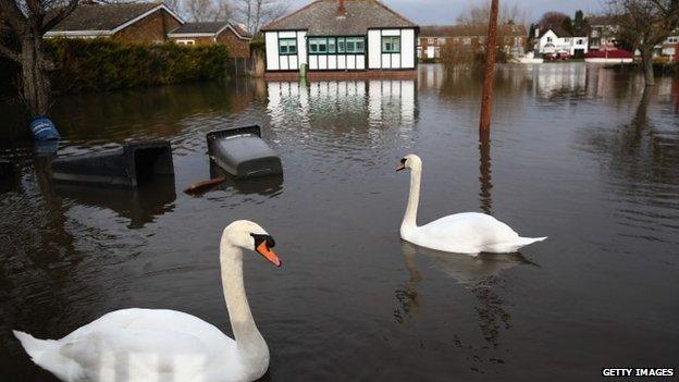 Swans swim across gardens in Chertsey, Surrey