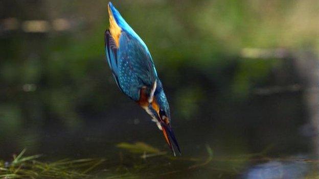 Kingfisher