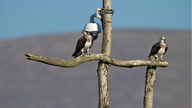 Glesni (left) and Monty (right) on the ash tree perch