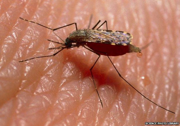 Mosquito on human skin