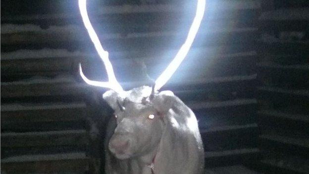 reindeer with reflective antlers