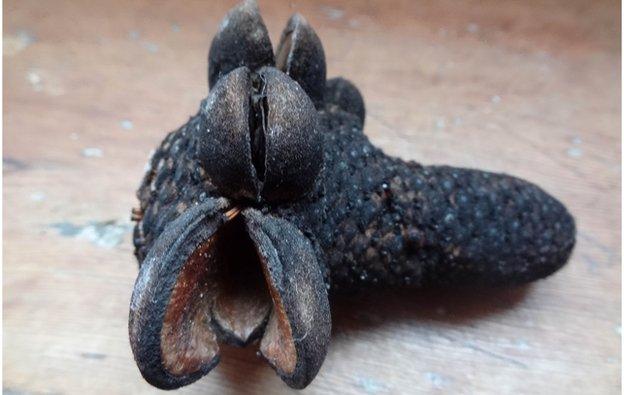 A banksia bush seed pod