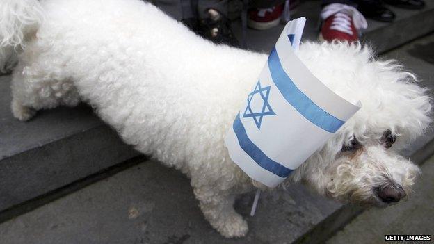 Dog with an Israeli flag at a pro-Israel demonstration