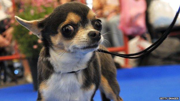 Chihuahua at an Israeli dog show