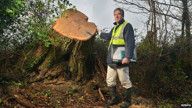 Senior tree officer Bryan Wilson from the New Forest National Park Authority