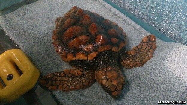 Rescued baby loggerhead turtle at Bristol Aquarium