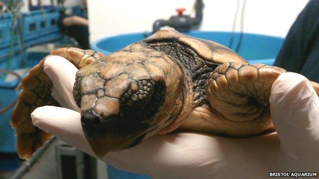 Rescued baby loggerhead turtle at Bristol Aquarium