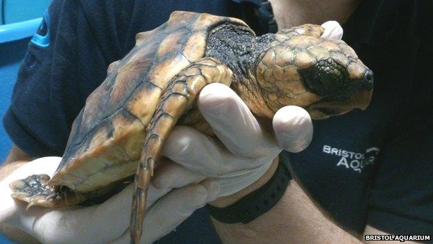 Rescued baby loggerhead turtle at Bristol Aquarium