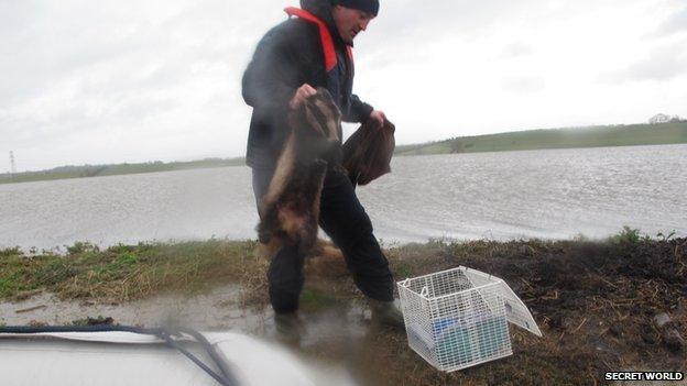 Badgers rescued from flood water