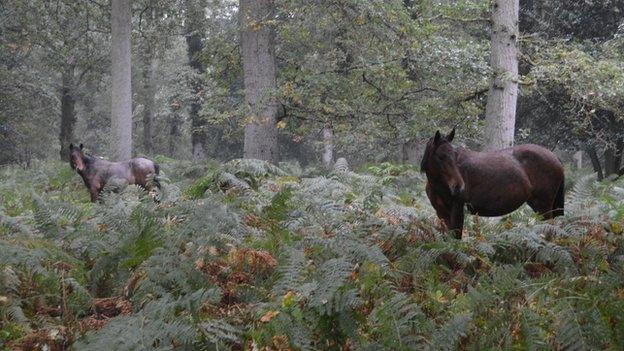 New Forest ponies