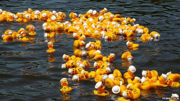 Rubber ducks on a river