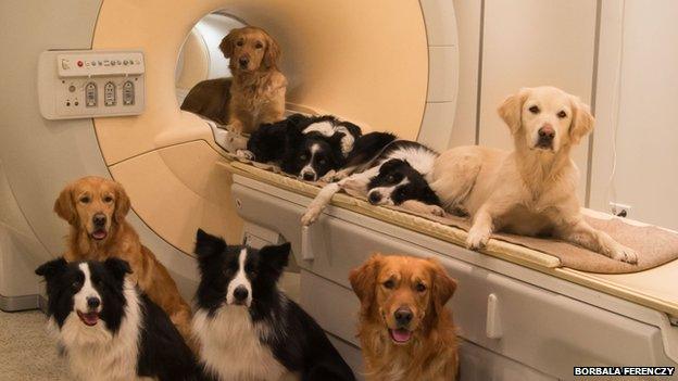 Dogs in scanner