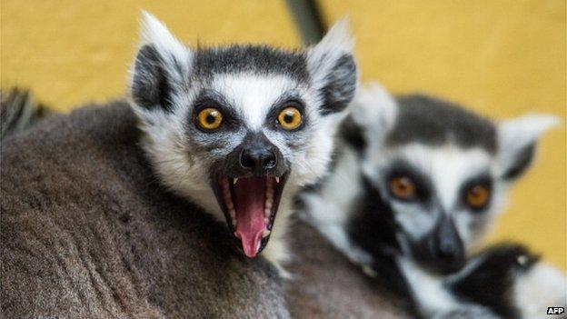 Ring-tailed lemurs