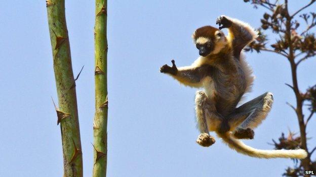 Verreaux's sifaka lemur