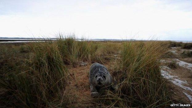 Blakeney in Norfolk