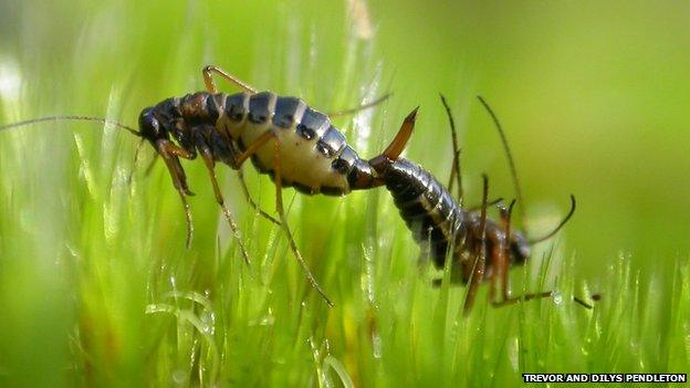 Snow flea in grass