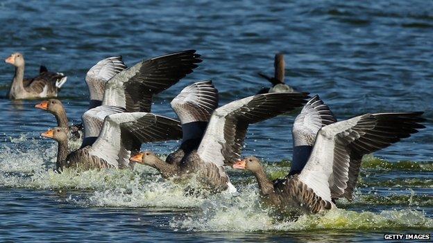 Pink-footed geese