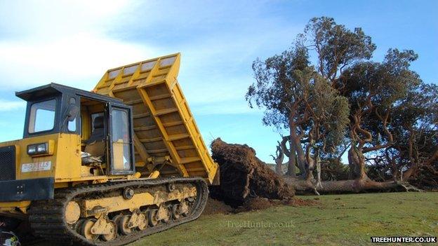 Dumper truck tipping soil on the tree