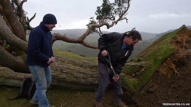 Volunteers covering the tree's roots