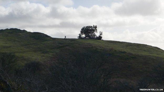 The Lonely Tree