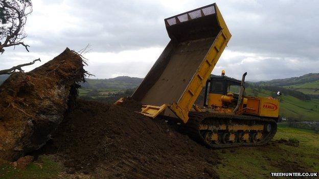 Dumper truck tipping soil on the tree