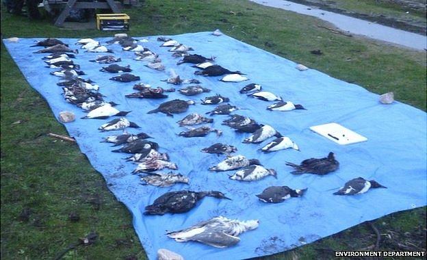 Dead seabirds being counted