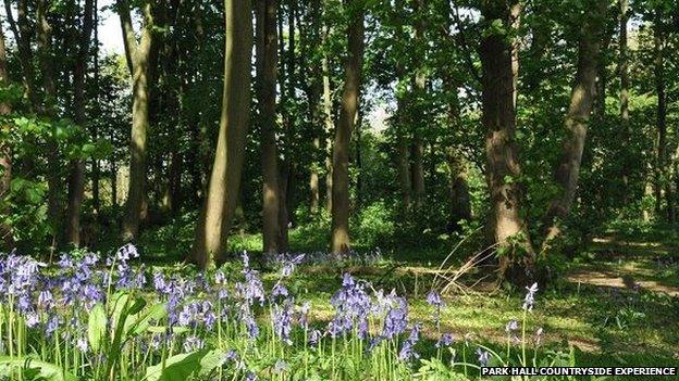 The bluebell woods at Park Hall