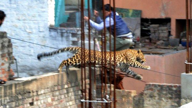 The leopard captured on camera