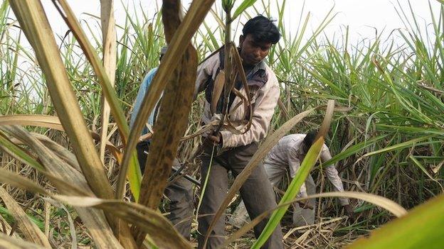 Sugarcane workers