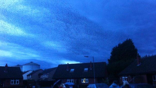 The starlings in flight