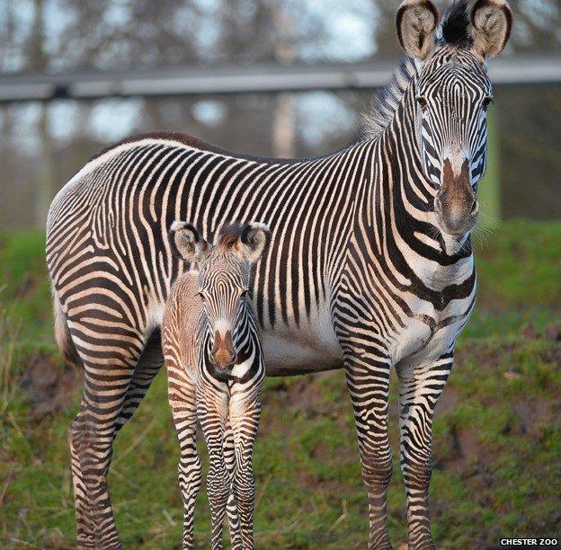 Zebra foal