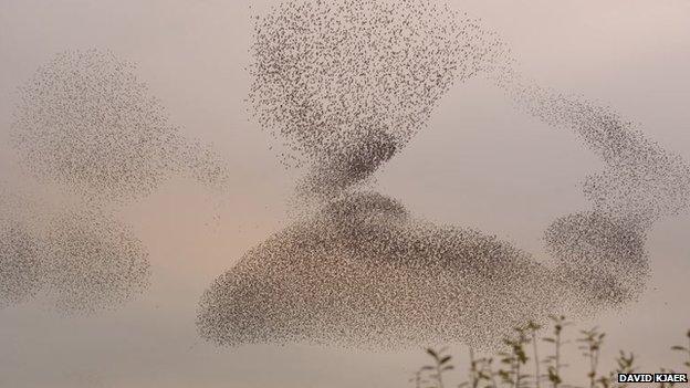 Starlings in flight