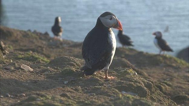 Puffins on Skomer