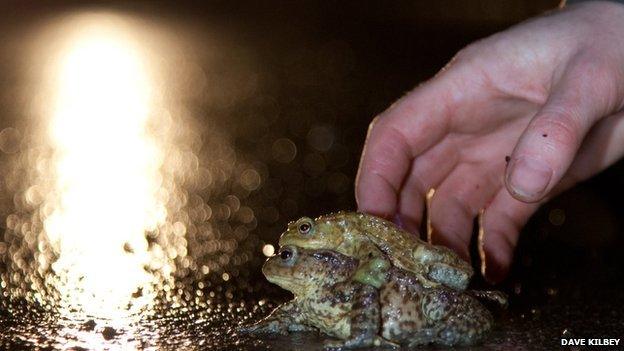 Mating frogs being assisted to cross a road