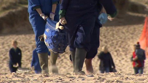 Seal in sling-stretcher on Winterton beach