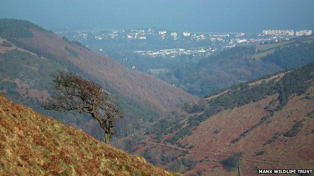 Ramsey Forest courtesy Manx Wildlife Trust