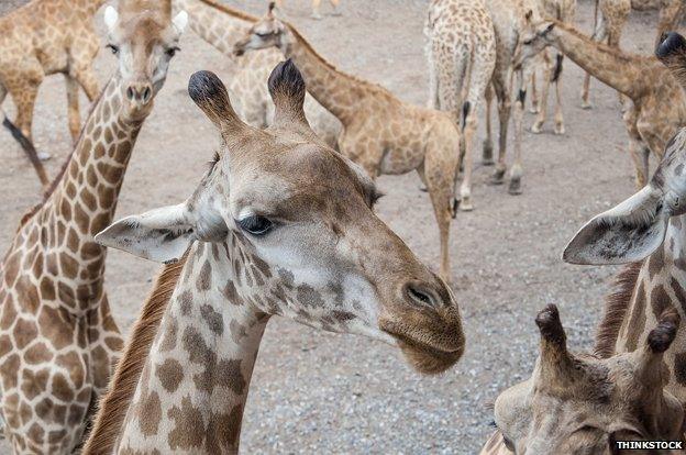 Group of giraffes
