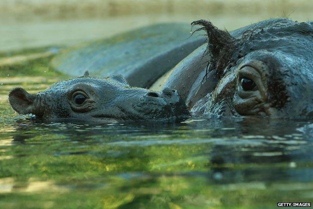 Hippos