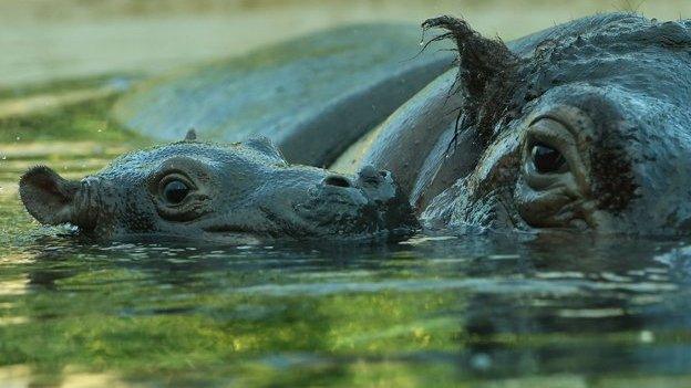 Hippos