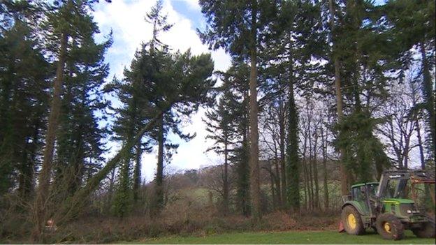 The Douglas fir tree is felled at Tyntesfield, North Somerset