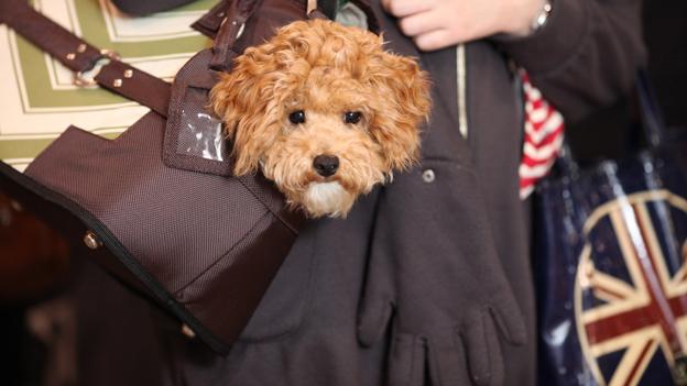 Dog in handbag