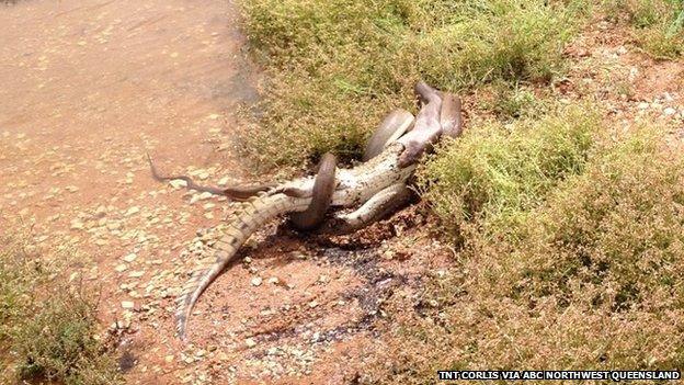 The snake curls itself around the crocodile at Lake Moondarra on 2 March 2014