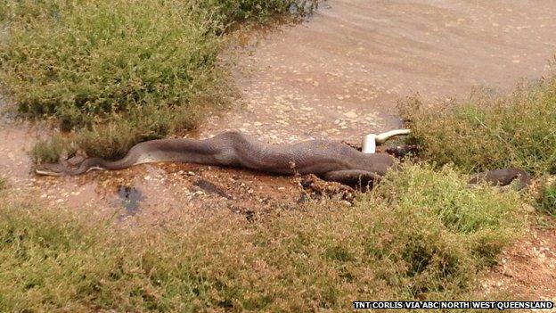 The snake, pictured after eating the crocodile at Lake Moondarra on 2 March 2014