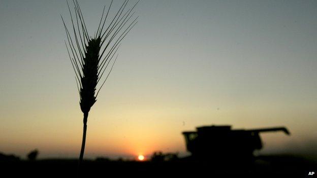 Combine-harvester working in a wheat field (image: AP)