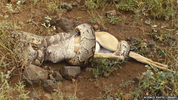 An African rock python swallows a young impala